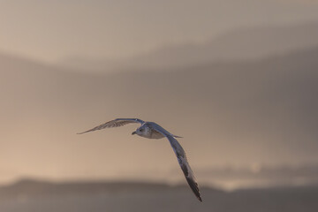 Photographing big waves, birds flying at sea, and the almost full moon!