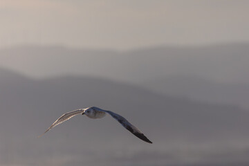 Photographing big waves, birds flying at sea, and the almost full moon!