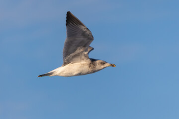 Photographing big waves, birds flying at sea, and the almost full moon!