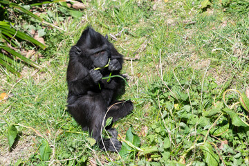 Photo of a baby Sulewesi crested macaque (macaca nigra) eating vegetation