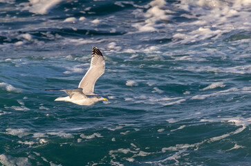 Photographing big waves, birds flying at sea, and the almost full moon!