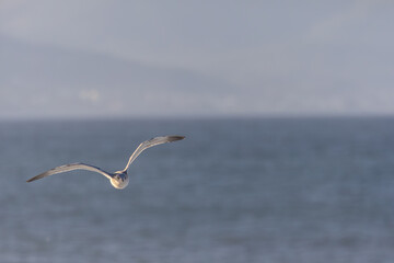 Photographing big waves, birds flying at sea, and the almost full moon!