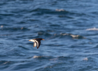 Photographing big waves, birds flying at sea, and the almost full moon!