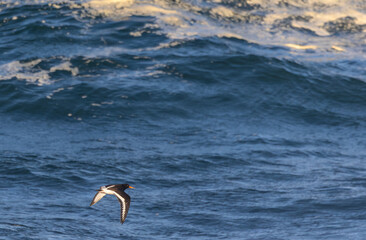Photographing big waves, birds flying at sea, and the almost full moon!