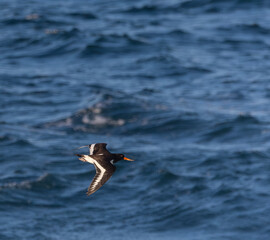 Photographing big waves, birds flying at sea, and the almost full moon!