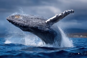 Obraz premium Majestic humpback whale breaching in the ocean during a sunny day near tropical coast