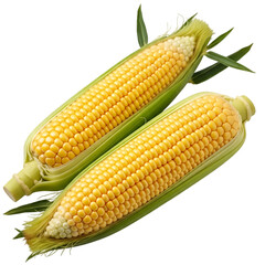 Fresh Corn on the Cob with Green Husks