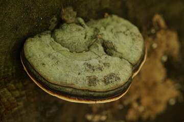 Pilze im Wald zur herbstlichen zeit