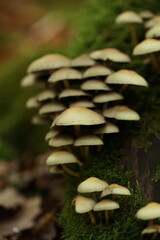 Pilze im Wald zur herbstlichen zeit