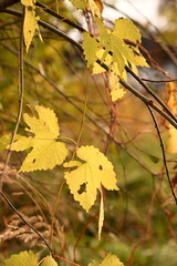 Full-frame natural texture dominated by sunlit yellow leaves with a subtle, blurred background. Ideal for web banners, social media posts, and design requiring a warm fall texture.