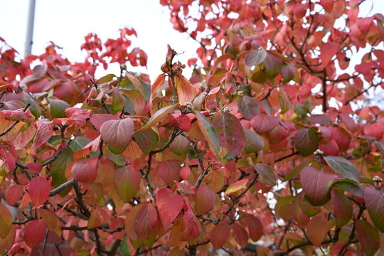 A full-frame warm texture of red and orange leaves, providing an inviting seasonal backdrop. Perfect for banners, social media, and text related to autumn leisure and events.
