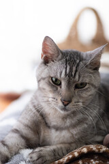 綺麗な目で見つめる可愛い猫　サバトラ猫	