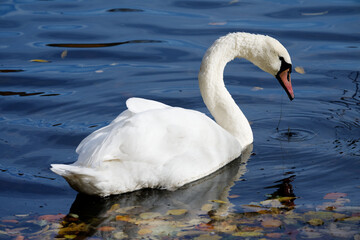 Schwan im Decksteiner Weiher Köln.