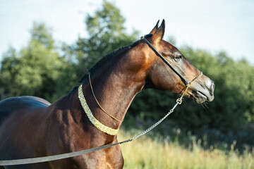 Obraz premium portrait of beautiful dark bay Akhalteke stallion posing in field. sunny evening