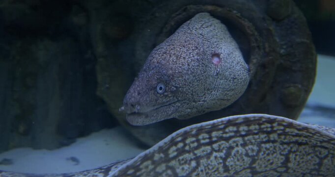 fish in aquarium murena 