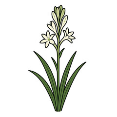 Elegant white tuberose flower vector illustration isolated on white background.