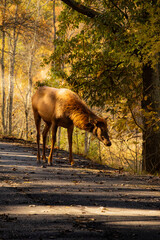 Lone Elk Park