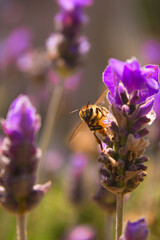 Bee on a Lavender flower 