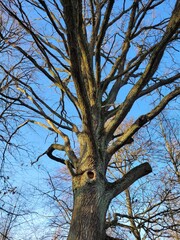 old oak tree