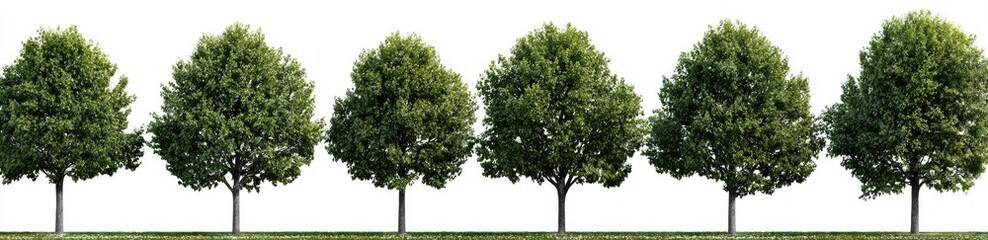 Row of six trees with green leaves against white sky