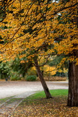 Autumn landscape in the park, vertical photo.