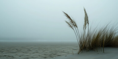 Beach straw on a calm foggy day at the sea