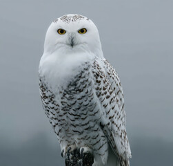 Obraz premium A white snowy owl sitting on the top of a branch, against a grey background