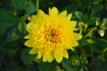 yellow dandelion flower