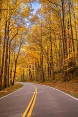 Obraz premium a ride in the fall through the forest