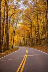 Fototapeta premium a ride in the fall through the forest