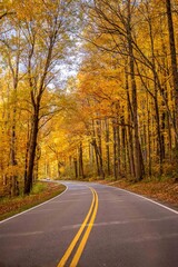 Fototapeta premium a ride in the fall through the forest