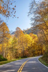 a ride in the fall through the forest