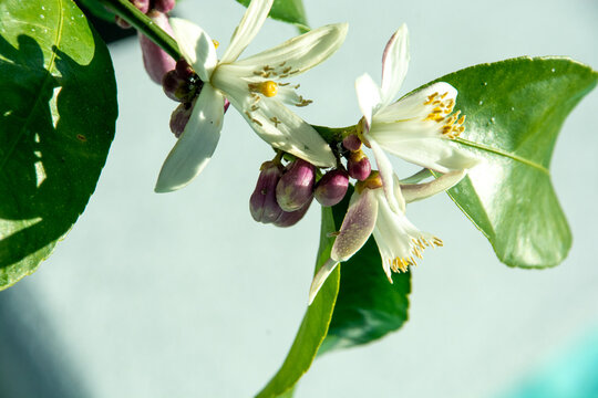 Front view, closeup, of Lemon flowers and buds with green leaves on a branch with light blue background