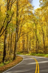 a ride in the fall through the forest