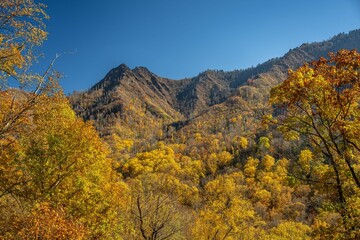Fototapeta premium great smoky mountain national park