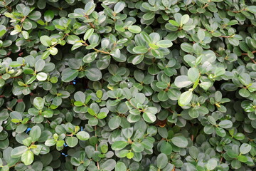 green leaves background. Beringin dolar or ficus microcarpa, leaf texture background