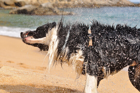 Perro Border collie salpicando agua despues de salir del mar