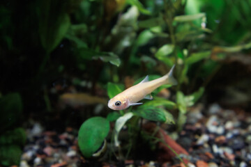 Single Fathead minnow (Pimephales promelas), which is commonly known as the rosy-red minnow, swimming in a densely planted tropical fish tank