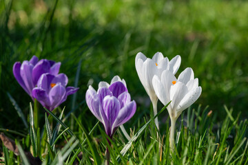 Spring crocus (crocus vernus) flowers in bloom