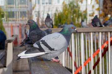 Urban pigeons perching on a wooden railing in an autumn city park. Close-up portrait of a rock dove with iridescent feathers and a flock of birds on a blurred city background.