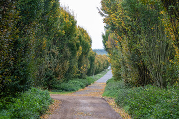 path in the park, Zülpich, Germany
