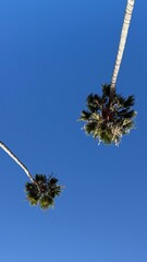 looking up at palm trees in california