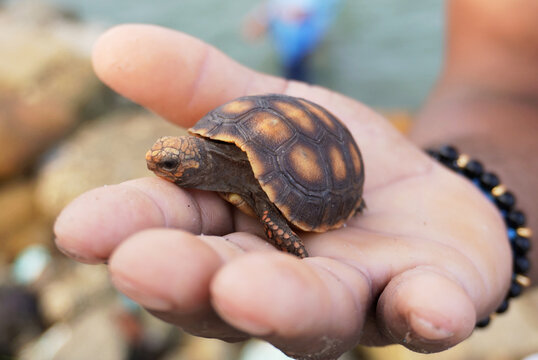 Trafficking of morrocoy turtles in Colombia.	