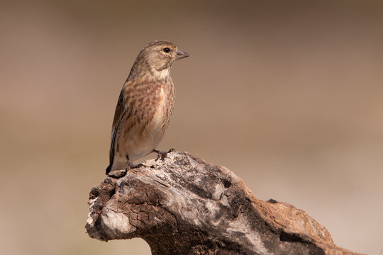 A male linnet resting to an old dried tree. Brown feathers with red spots. Carduelis cannabina, Linaria cannabina. Common linnet.