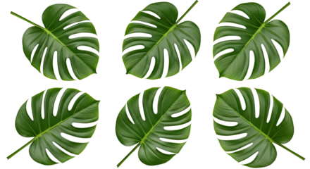 Six Monstera Leaves Pattern on White Background.