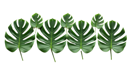 Tropical Monstera Leaves Pattern on White Background.