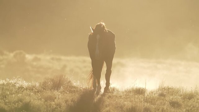 Wild Horse walking through the landscape glowing in the sun in the West desert of Utah.
