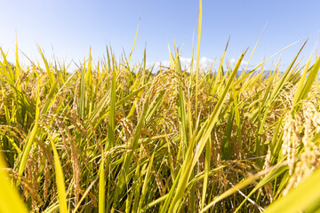 収穫期の稲穂　品種:雪若丸