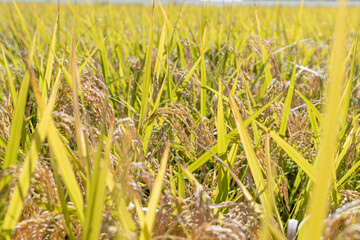 収穫期の稲穂　品種:雪若丸