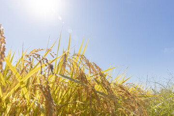 収穫期の稲穂　品種:雪若丸